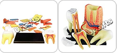 4D Puzzle Human Triple Root Molar Tooth Anatomy Study Series 3D Model New