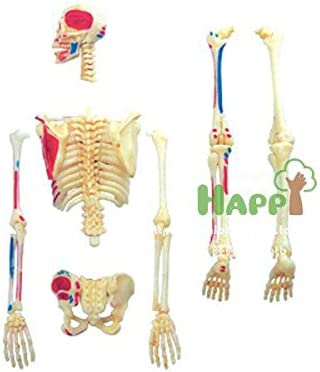 4D Puzzle Skeleton Human Anatomy Series 3D Model New