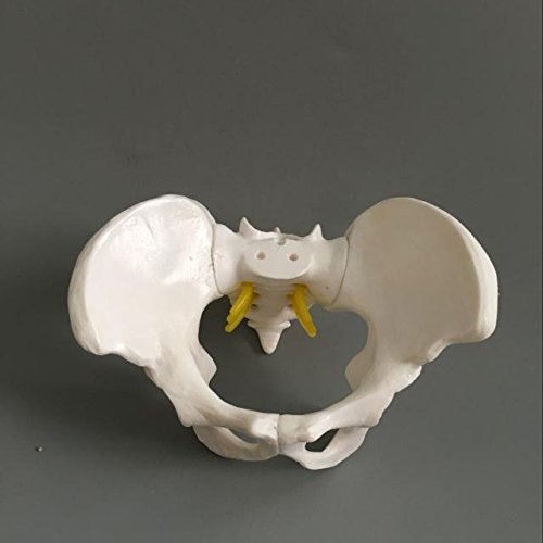 Airgoesin Female Pelvis Skeleton Bone Model - Anatomical Human Medical Anatomy Small Size Teaching