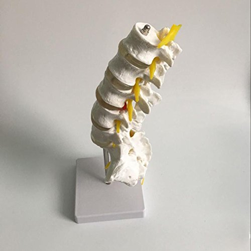 Airgoesin Human Lumbar Vertebrae with Sacrum & Coccyx Anatomical Medical Model Lift Size Teaching Study