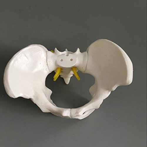 Airgoesin Female Pelvis Skeleton Bone Model - Anatomical Human Medical Anatomy Small Size Teaching