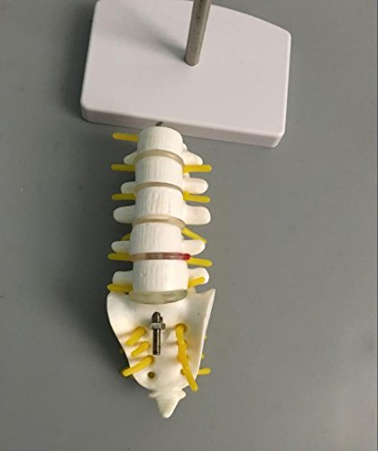 Airgoesin 13cm Human Lumbar Vertebrae with Sacrum & Coccyx Anatomical Skeleton Model