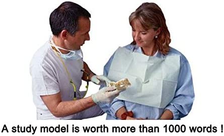 New Teeth Tooth Transparent Adult Pathological Model for Dental Study