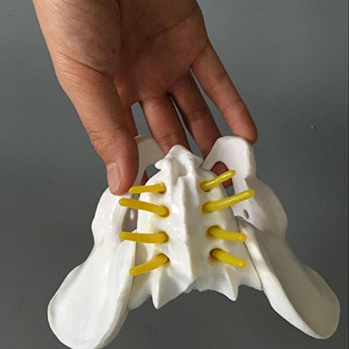Airgoesin Female Pelvis Skeleton Bone Model - Anatomical Human Medical Anatomy Small Size Teaching