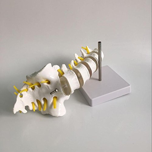 Airgoesin Human Lumbar Vertebrae with Sacrum & Coccyx Anatomical Medical Model Lift Size Teaching Study