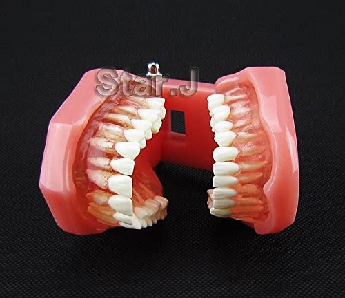 New - Dental Standard Teeth Tooth Model with Removable Teeth & Transparent Gum