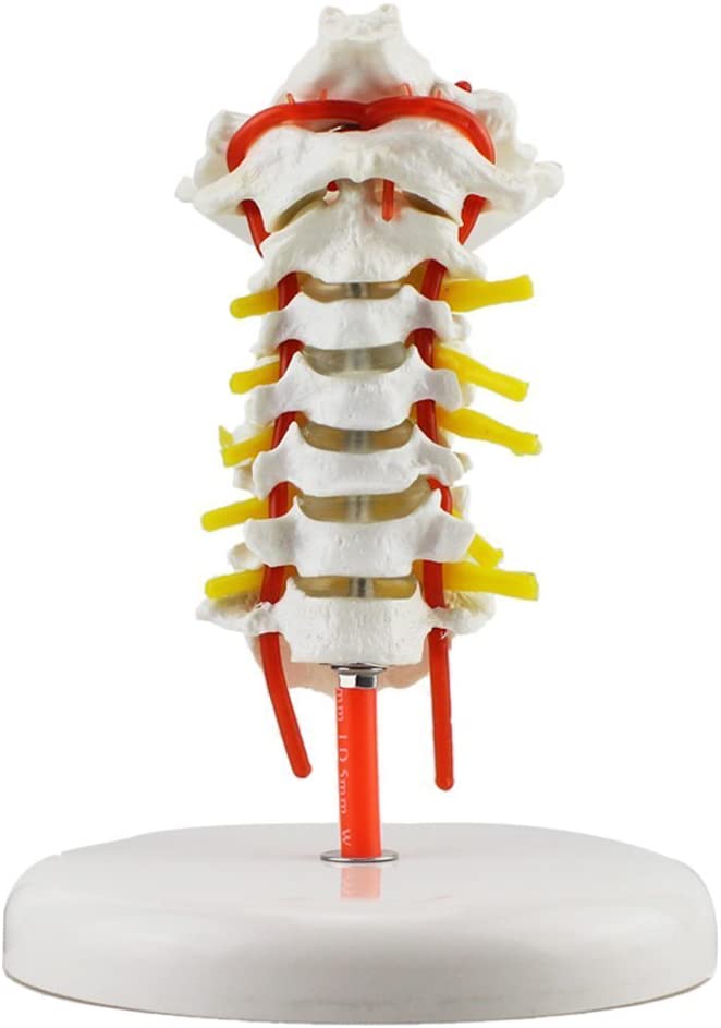 Cervical Vertebra Arteria Spine Spinal Nerves Anatomical Model Anatomy New