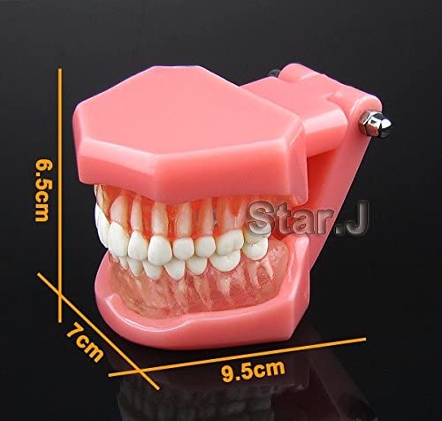 New - Dental Standard Teeth Tooth Model with Removable Teeth & Transparent Gum