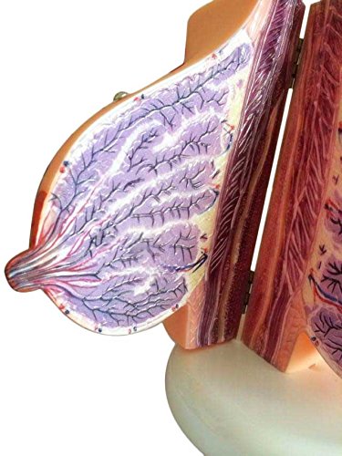 Airgoesin Suckling Period Breast Model Organ Dissection Medical Human Anatomical Teaching