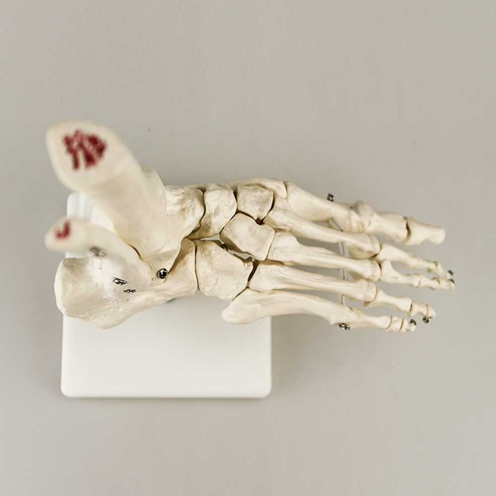 Airgoesin Foot and Ankle Joint Anatomical Skeleton Model Medical Display Teaching School