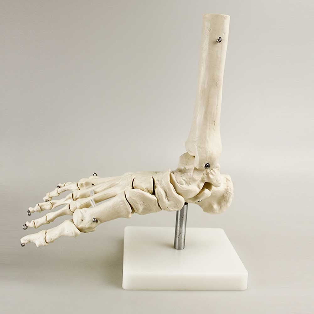 Airgoesin Foot and Ankle Joint Anatomical Skeleton Model Medical Display Teaching School