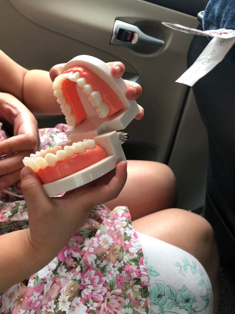 Airgoesin 2pcs Tooth Brushing Model Standard Typodont Demonstration Teeth Disease Decayed Teeth Model for Kids and Students Study Teaching Dental Clinic Oral Care