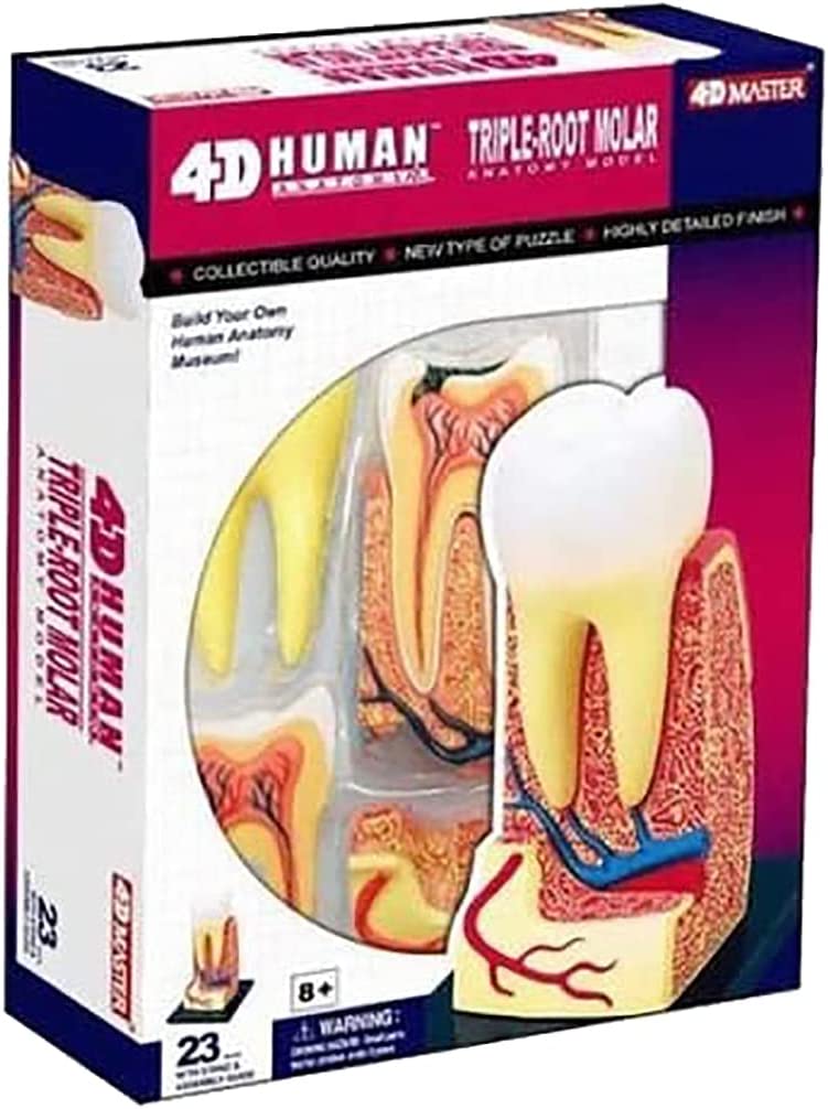 molar tooth 3d