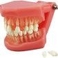 New - Dental Standard Teeth Tooth Model with Removable Teeth & Transparent Gum
