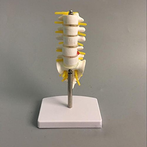 Airgoesin 13cm Human Lumbar Vertebrae with Sacrum & Coccyx Anatomical Skeleton Model