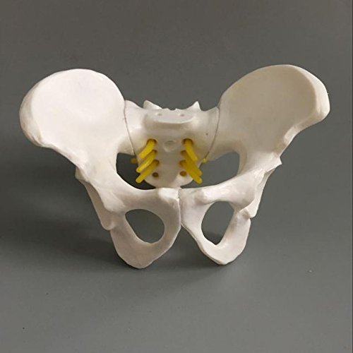 Airgoesin Female Pelvis Skeleton Bone Model - Anatomical Human Medical Anatomy Small Size Teaching