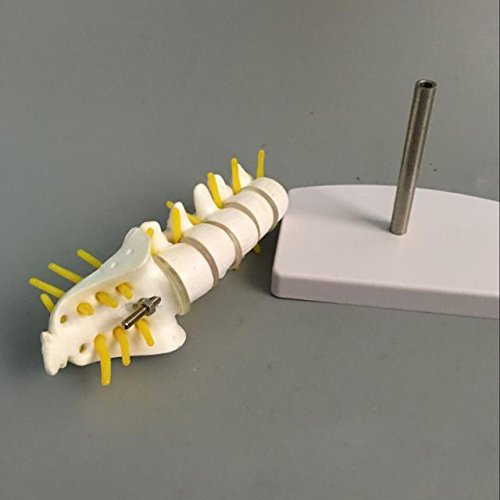 Airgoesin 13cm Human Lumbar Vertebrae with Sacrum & Coccyx Anatomical Skeleton Model