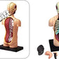 4D Puzzle Body Torso 32pcs Human Anatomy 3D Study Model Tool Toy New