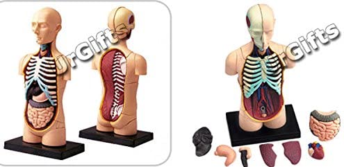 4D Puzzle Body Torso 32pcs Human Anatomy 3D Study Model Tool Toy New