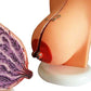 Airgoesin Suckling Period Breast Model Organ Dissection Medical Human Anatomical Teaching