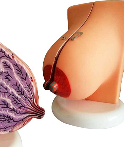 Airgoesin Suckling Period Breast Model Organ Dissection Medical Human Anatomical Teaching