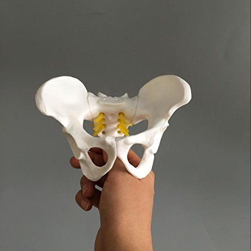 Airgoesin Female Pelvis Skeleton Bone Model - Anatomical Human Medical Anatomy Small Size Teaching