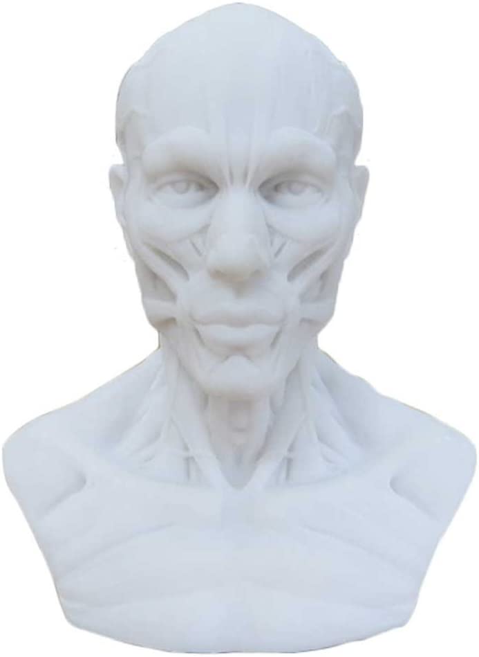 Human Model Craft Anatomy Skull Head Muscle Bone Medical Artist Drawing Study (Blue)