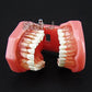 New - Dental Standard Teeth Tooth Model with Removable Teeth & Transparent Gum