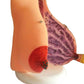 Airgoesin Suckling Period Breast Model Organ Dissection Medical Human Anatomical Teaching