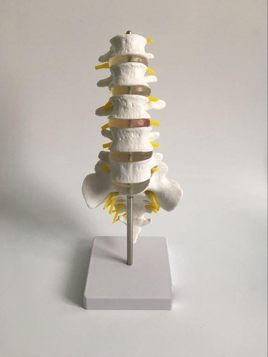 Airgoesin Human Lumbar Vertebrae with Sacrum & Coccyx Anatomical Medical Model Lift Size Teaching Study