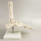 Airgoesin Foot and Ankle Joint Anatomical Skeleton Model Medical Display Teaching School