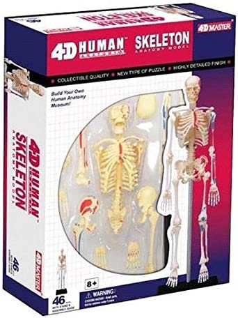 4D Puzzle Skeleton Human Anatomy Series 3D Model New