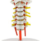 Cervical Vertebra Arteria Spine Spinal Nerves Anatomical Model Anatomy New
