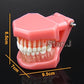 New - Dental Standard Teeth Tooth Model with Removable Teeth & Transparent Gum