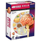 4D Puzzle Brain Human Anatomy Study Series 3D Model New