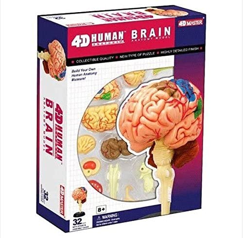 4D Puzzle Brain Human Anatomy Study Series 3D Model New