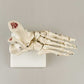 Airgoesin Foot and Ankle Joint Anatomical Skeleton Model Medical Display Teaching School