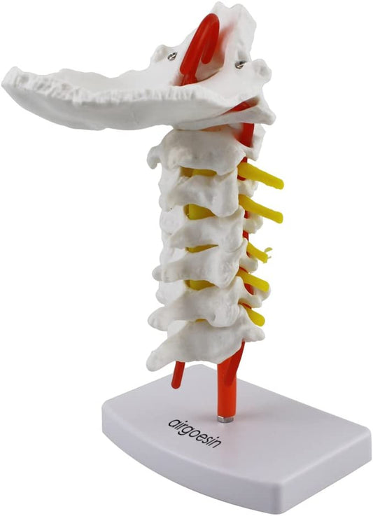 Cervical Vertebra Arteria Spine Spinal Nerves Anatomical Model Anatomy New