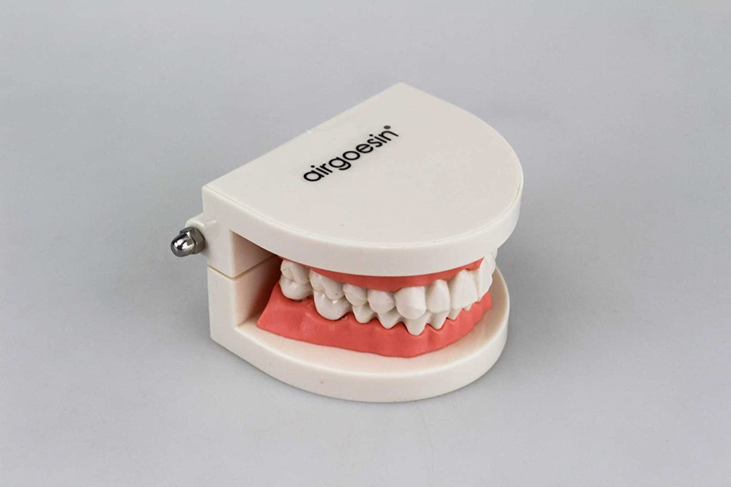 Airgoesin Dental Dentist Adult Standard Typodont Demonstration Teeth Teaching Model