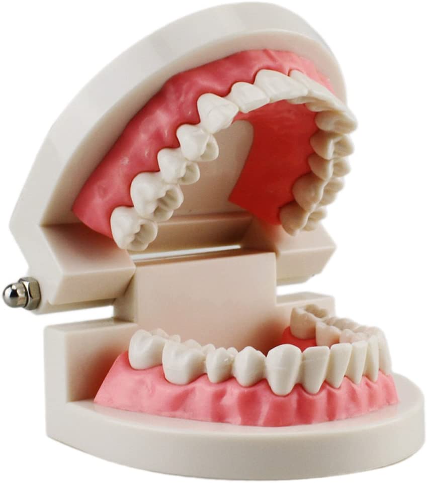 Airgoesin Dental Dentist Adult Standard Typodont Demonstration Teeth Teaching Model